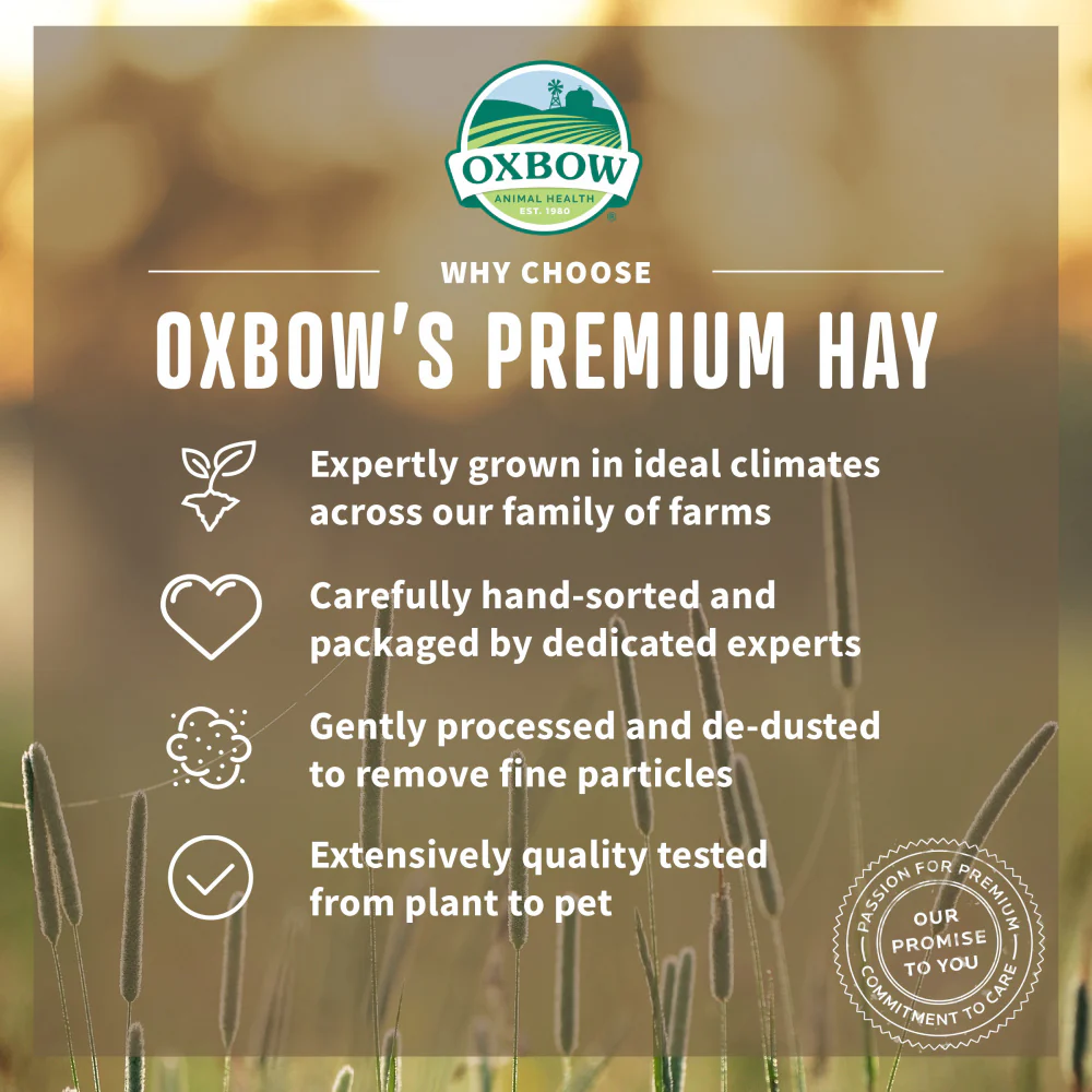 Oxbow Animal Health Oat Hay All Natural Hay for Rabbits Guinea Pigs Chinchillas Hamsters & Gerbils - Image 6